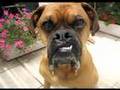 HAPPY 2008 FROM OSCAR THE BOXER