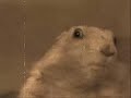 dramatic prairie dog remix dance version