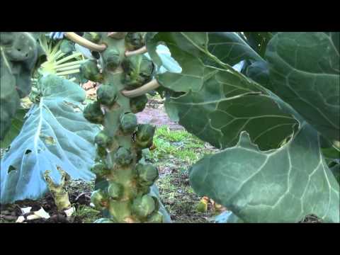 how to fertilize rutabaga