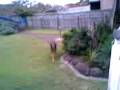 Joshua Kirkness - Classic Kirky!!! Man (ha) vs dog.