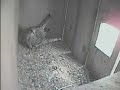Torenvalk VBN webcam legt 1e ei