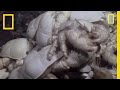 Ghostly Yeti Crab Swarms Discovered Near Antarctica