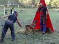Malinois,Zajov brat E...Bucan pod Cvilinem revir Jelenec2008