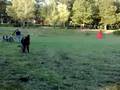 Malinois,Zajov brat E...Bucan pod Cvilinem revir Jelenec2008