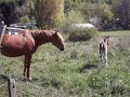 caballos patagonicos (canela y lestat 2)