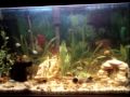 Aquário 120l plantado, montado recentemente. 