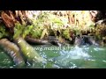 mTunes Videos: Crocodile