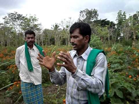how to practice zero budget natural farming