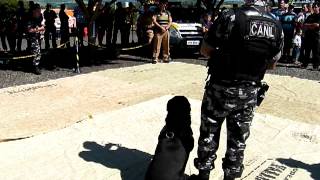 Demonstração com cão da Policia Militar apresentação em Mandaguari