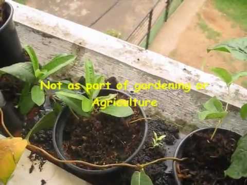 how to fertilize mandevilla