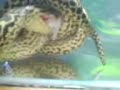 ANACONDA eat ANACONDA eat