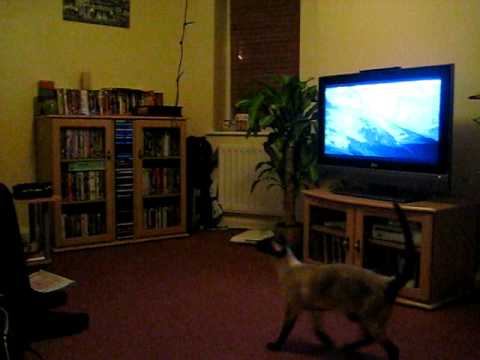 My Siamese cat Frankie pulling the light off the ceiling!