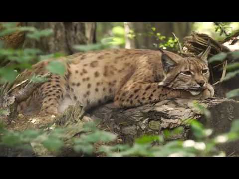 LIFE Luchs Pflzerwald - Freilassung 2016