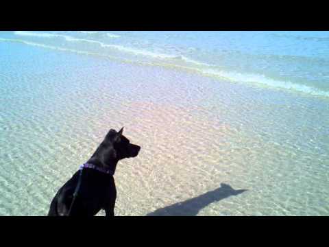 Black Lab Terrier Puppy Mix Charging the Waves at New Smyrna Beach