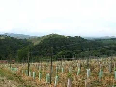 Austria - Thomas Muster's vineyard