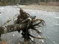 Ultimate Steelhead Battle