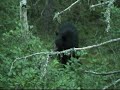 Pasha Lake Cabins Bear Hunt 2009