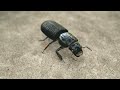 Step behind the scenes to find out how The Mill visual effects studio created the CG beetle featured in the recent commercial for VW's 21st Century Beetle, which premiered during Super Bowl 2011.
