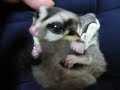 sugar glider / sugar girl fittin\