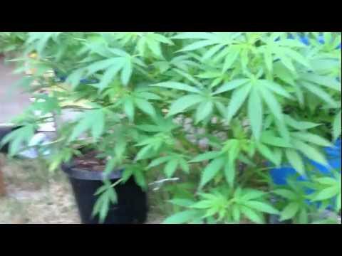 how to grow gdp outdoor