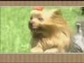 Meet the Breed - Yorkshire Terrier