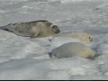 Fisherman Defend Seal Hunt