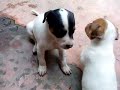 La segunda camada de la crets...