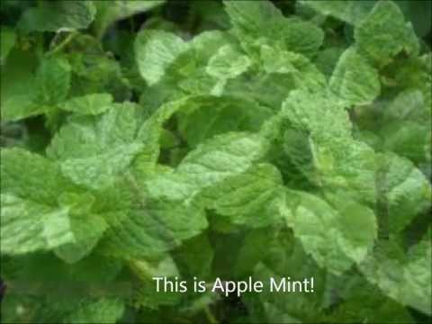 how to grow mint indoors