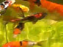 July 21, 2008..My Ogata Showa & Hi Utsuri Growing Video