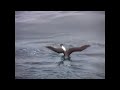 IPY-CAML-Polarstern Voyage 2006-2007: Black-browed Albatross