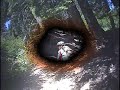 Dirtdiver at Downieville downhill