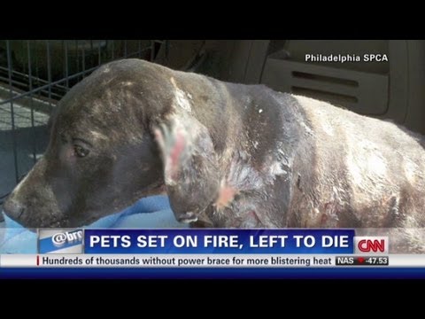 spca - Marc Peralta tells CNN's Asleigh Banfield that authorities have been finding burned pets at an alarming rate. For more CNN videos, check out our YouTube chan...