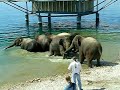 A young Elephant gets a bit nervous