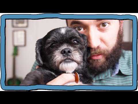 Oh - We got a dog! Say hi to Mitzy. And Graphics Clone is really obsessed with The Karate Kid, apparently. Will I see you at Buffer Festival? http://bufferfestival.com...