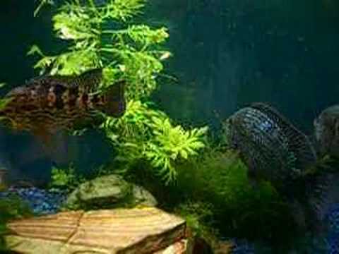 New Jaguar Cichlid enters ...