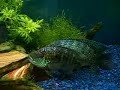 新しjaguar cichlid 入確立ジャッキdempsey tank.html