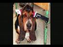 Funny dogs & horses Funny dogs & horses