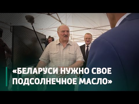 На Гомельшчыне засеялі эксперыментальныя палі з двума відамі сланечніка видео