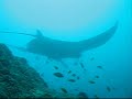 Whale Sharks & Manta Rays at Tofo, Mozambique