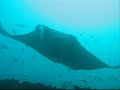 mantas & whale sharks at tofo/mozambique