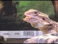 Dramatic Lizard