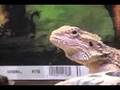 Dramatic Lizard