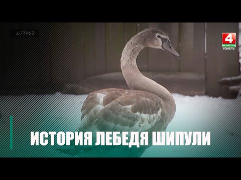 Житель Хойник приютил лебеденка, которого покусали бродячие собаки видео