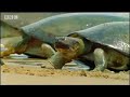 BBC: Jungle: Beaches in the Amazon