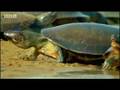 BBC: Jungle: Beaches in the Amazon
