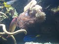Munich - Sea Life at Olympia Park - Tunnel