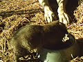 bozkennel yavru bozkennel yavru