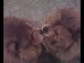 Chow Chow kisses Chow Chow kisses