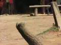 elephant camp mesai 4