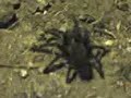una tarantula en la puerta 2005